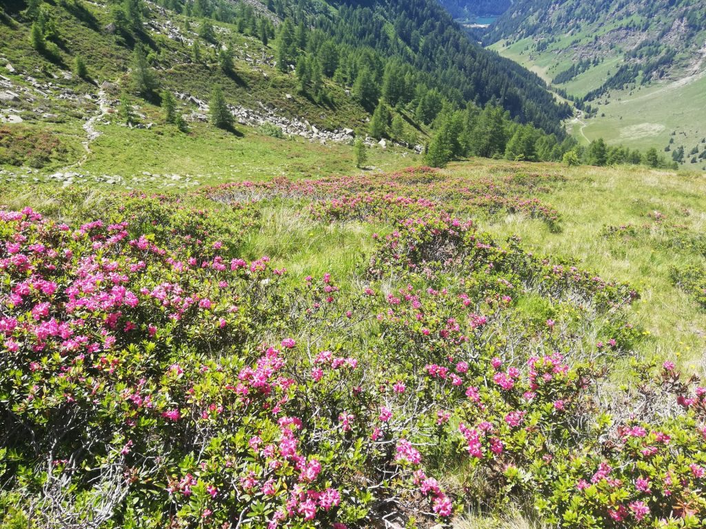 Grastalsee/Hemerkogel - Bergtourentipp Tirol