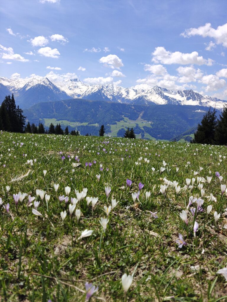 Lanser Alm - Bergtourentipp Tirol