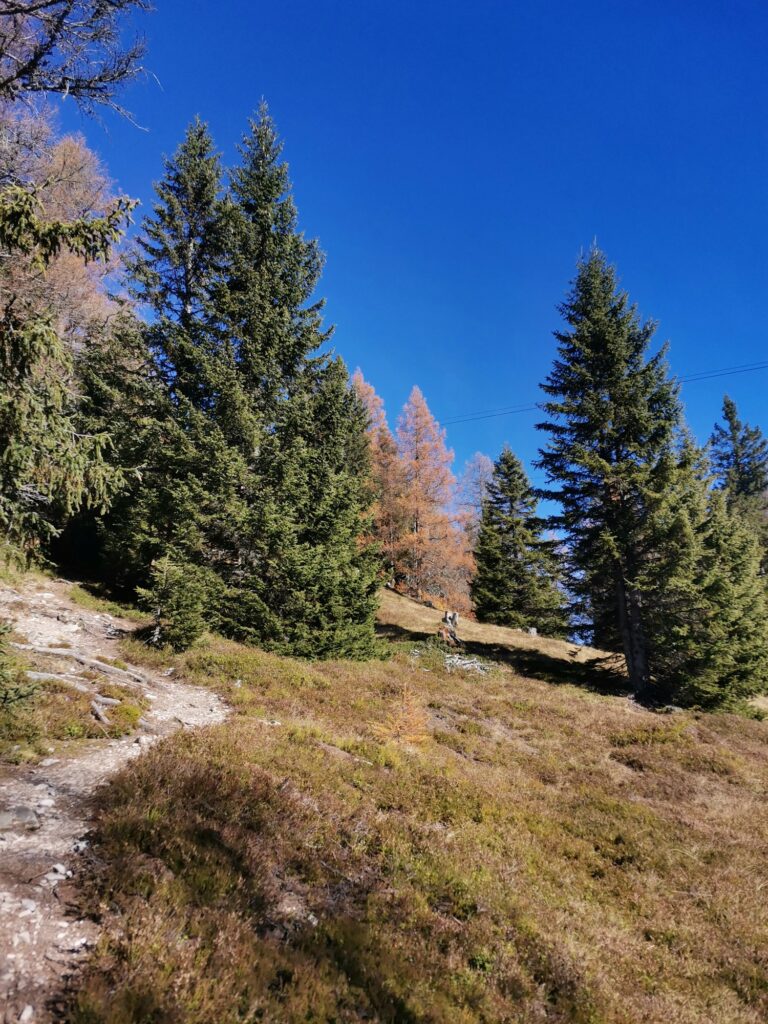 Padauner Kogel - Bergtourentipp Tirol