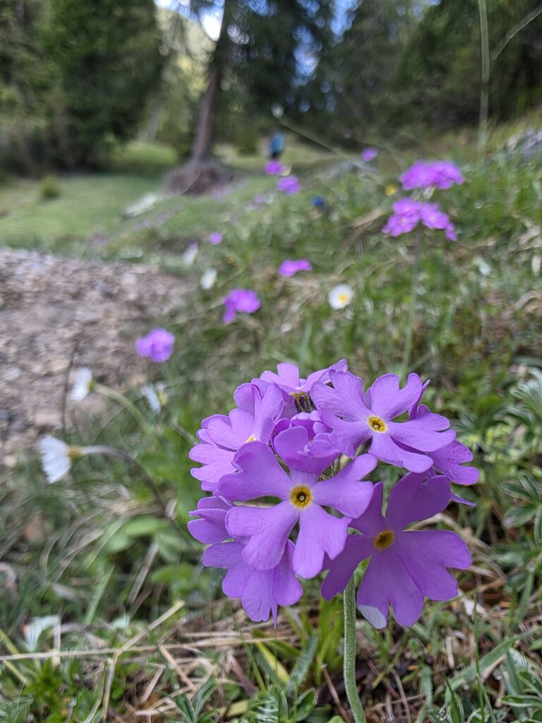 Zäunlkopf - Bergtourentipp Tirol
