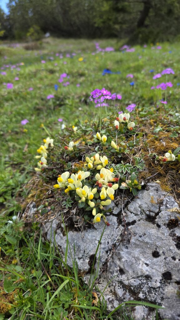 Zäunlkopf - Bergtourentipp Tirol