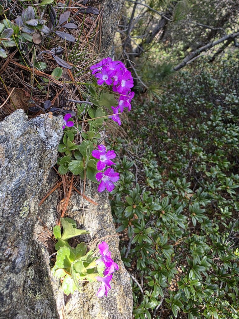 Mittagsspitze - Bergtourentipp Tirol