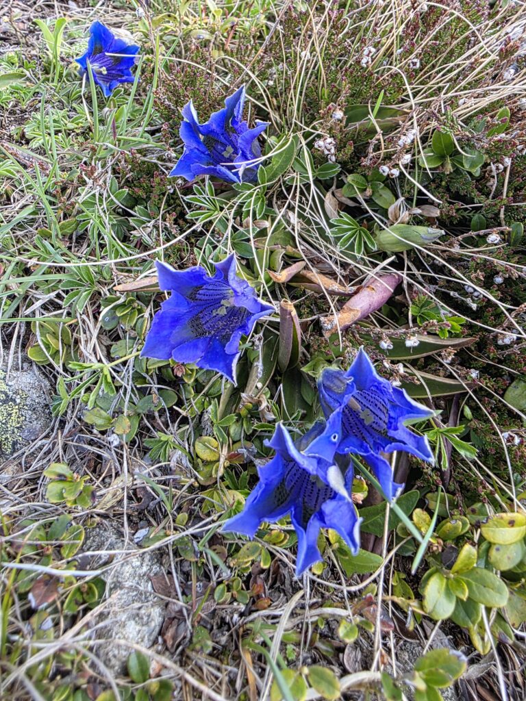 Kuhmesser - Bergtourentipp Tirol